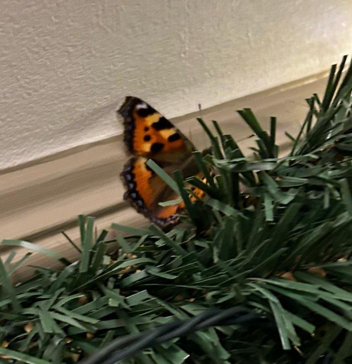 Butterfly sign
