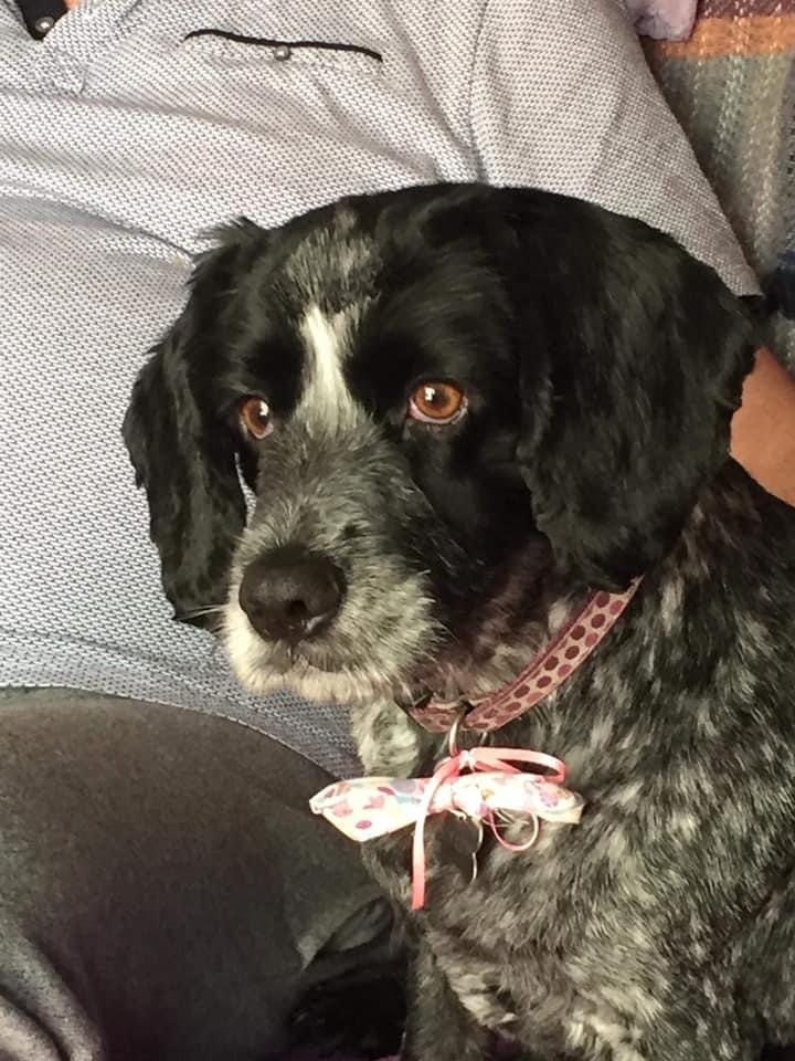 Sophie the cocker spaniel, the beloved rescue dog of Fiona Edwards