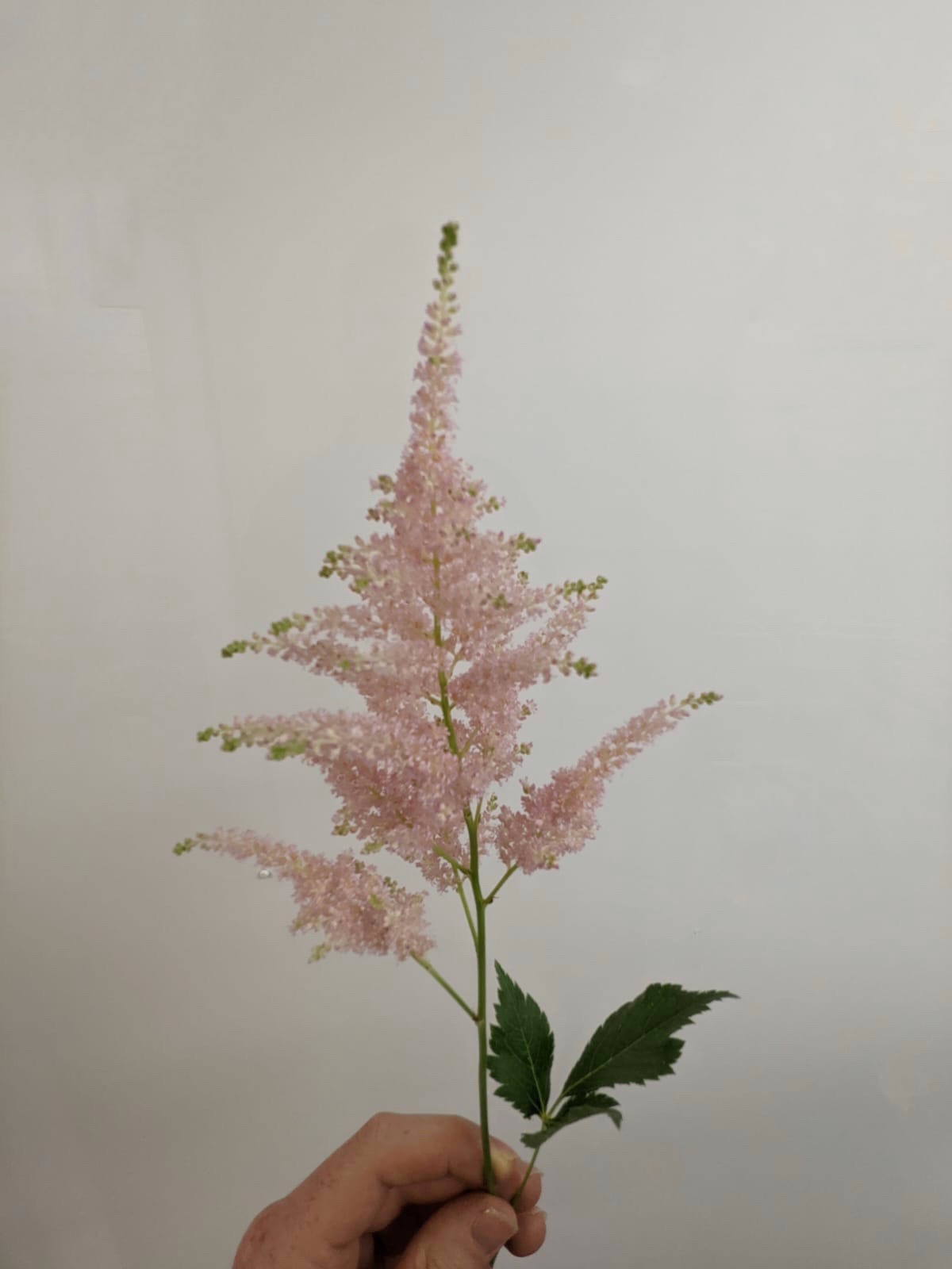 Astilbe