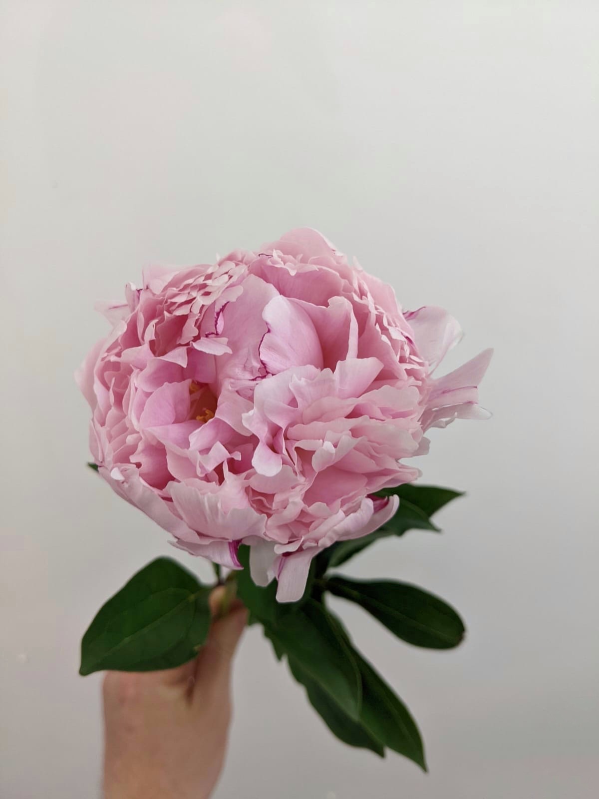 Peony